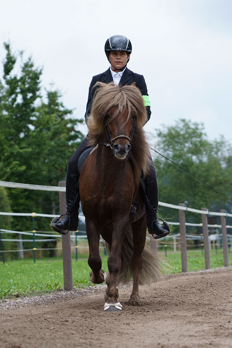Unterrichtserteilung für Reiter und Pferd in kleineren Gruppen oder im Einzelunterricht.