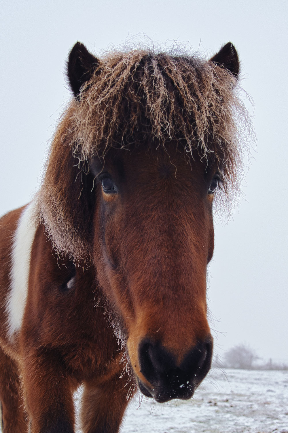 Islandpferd - Foto: @Luftspot