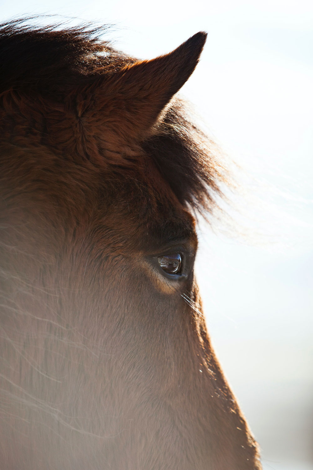 Islandpferd - Foto: @Luftspot