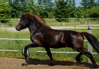 Thor vom Panoramahof